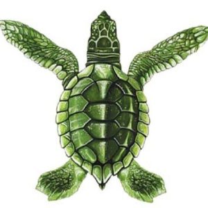 GREEN BABY TURTLE - B 5"x5" (CUSTOM MOSAICS INC - PORC-ST21B)
