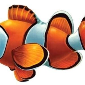 5" X 3" CLOWN FISH PORC (NPT - PORC-CL58-5)
